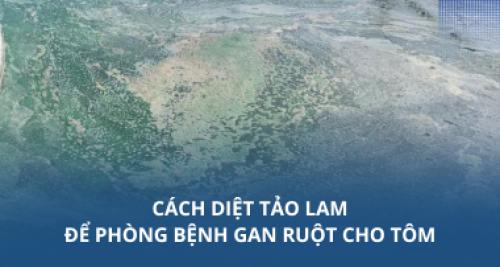 Cách diệt tảo lam để phòng bệnh gan ruột cho tôm